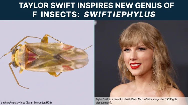 Serangga Baru Asal Australia Dinamai Menyerupai Taylor Swift