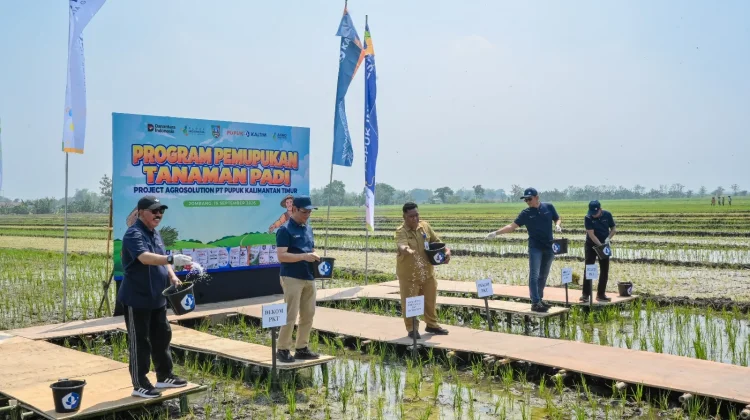 Pupuk Kaltim Perkuat Program Agrosolution Pemupukan Padi di Pojokrejo Jombang