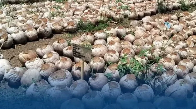 BRMP Sulut Monitoring Nursery Pandu Pastikan Banper Bibit Cukup