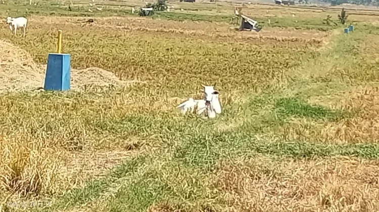 Kemarau Panjang Ganggu Produksi Pertanian Sulawesi Utara