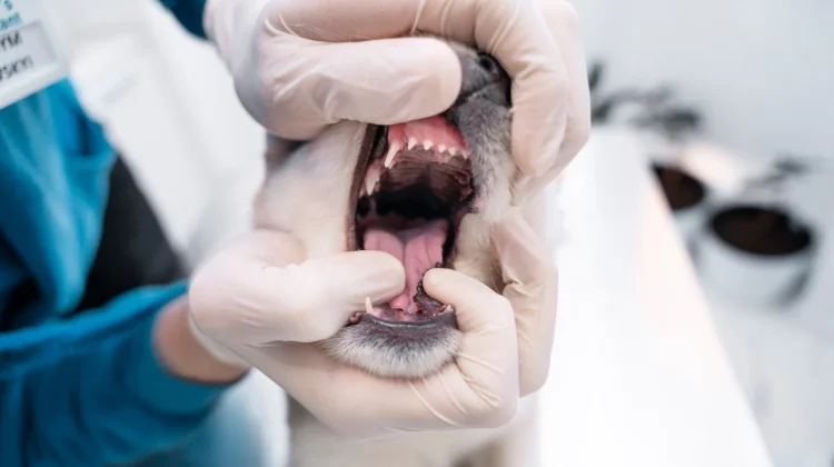 Kenali Gejala Khas Rabies sebelum Terlambat