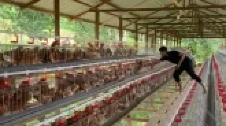 Bau Menyengat Peternakan di Kakaskasen Dua Tomohon Menuai Sorotan Warga