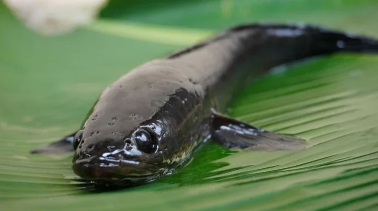 Tinggi Kadar Albumin, Ketahui Manfaat Mengonsumsi Ikan Gabus