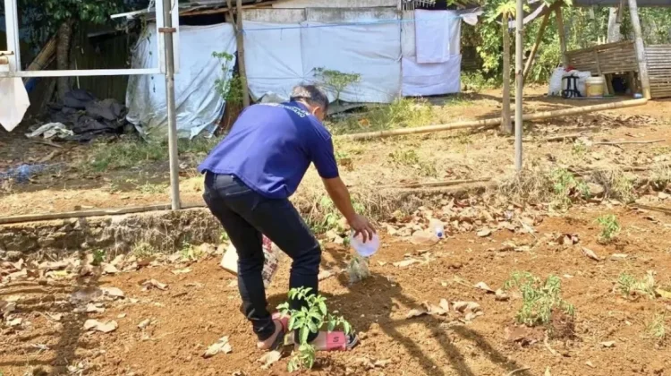 Hadapi Kemarau, WBP Lapas Tondano Tetap Tekun Merawat Tanaman Tomat