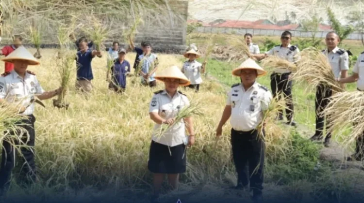 Dukung Ketahanan Pangan, Lapas Amurang Gelar Panen Raya Padi