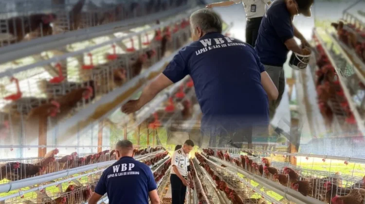 Budidaya Ayam Petelur Bekal Keterampilan Warga Binaan Lapas Amurang
