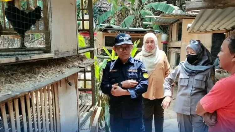 BRMP Sulut Pantau Perkembangan Ayam KUB di Tomohon