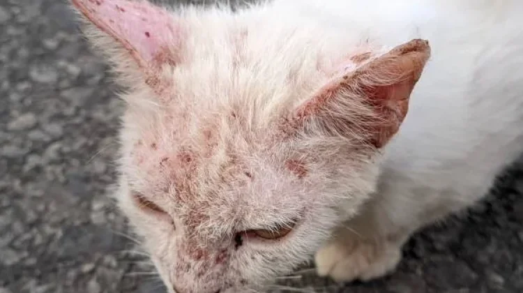 Herpes Kucing Kenali Gejala Penyebab dan Perawatannya