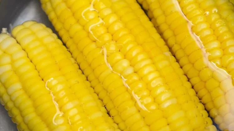 Jagung Rebus Bantu Kenyang saat Menjalani Program Diet
