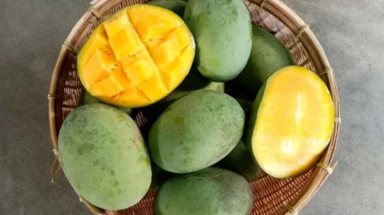 Manfaat Buah Mangga Kwini Bagi Kesehatan Tubuh