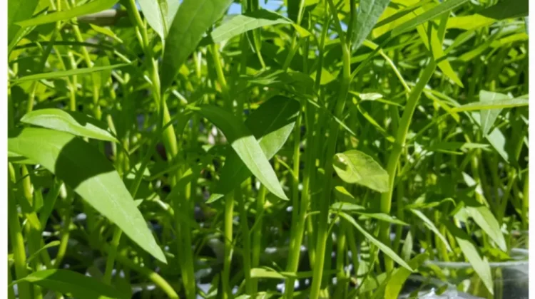 Cara Merawat Kangkung Agar Tumbuh Optimal