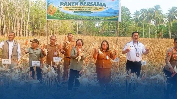 BRMP Sulut Panen Raya Jagung Komposit Jakarin di Manado