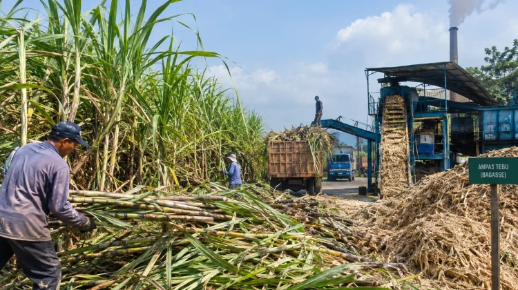 Tebu: Tanaman Penting Penghasil Gula dan Beragam Produk