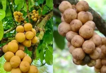 Langsat dan Duku, Buah Tropis yang Serupa tapi Tak Sama
