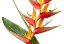 Mengenal Helikonia, Tanaman Tropis yang Bisa Memperindah Taman