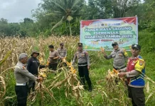 Sinergi Polsek Toulimambot dan Petani Panen Jagung di Tonsea Lama