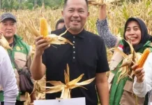 Panen Jagung di Mapanget Manado