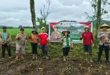 Kelompok Tani Nafiri Gelar Penanaman Jagung