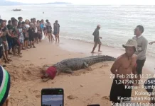 Buaya Liar Resahkan Warga Berhasil Ditangkap