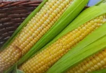 Jagung, Sumber Karbohidrat Sehat Pengganti Nasi