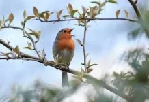 Terapi Alami Kicauan Burung Tingkatkan Kesehatan Mental