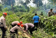Gerak Cepat Brimob Polda Sulut Evakuasi Pohon Tumbang di Jalur Warembungan-Sea