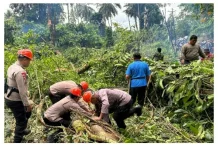 Brimob Polda Sulut Gerak Cepat Tangani Pohon Tumbang