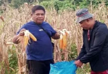 Polres Kepulauan Talaud Gelar Panen Raya Jagung