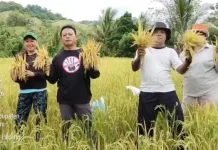 Panen Perdana, Pemdes Talise Optimalkan Hasil Padi Inpari 42