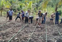Polsek Kabaruan Tanam Jagung di Desa Taduna