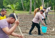 Kapolsek Gemeh Pimpin Penanaman Jagung di Perbatasan