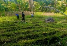 Polsek Miangas Bersihkan Lahan Jagung Setengah Hektar