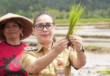 Gerakan Tanam Padi Perkuat Produktivitas Pertanian Minahasa