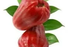 Jambu Air Buah Tropis Kaya Nutrisi bagi Kesehatan