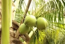 Kebaikan Alam dalam Keajaiban Kelapa Muda