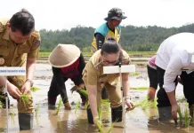 Di Sawah Touliang, Asa Swasembada Ditanam Bersama