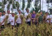 Panen Padi Gogo Buha Hasilkan 25 Karung per Musim