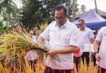 Panen Padi Ladang di Buha Mapanget