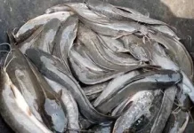 Manfaat Ikan Lele untuk Kesehatan