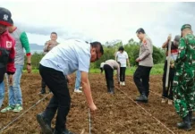 Polres Minahasa Tanam Jagung Serentak di Perkebunan Tapos