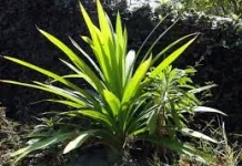 Rahasia Tradisional Daun Pandan Antioksidan dan Pewarna Alami