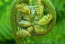 Daun Pakis, Sayuran Tradisional Kaya Nutrisi