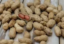 Kacang Tanah, Camilan Murah Sumber Protein Lemak Sehat