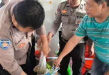 Polsek Pelabuhan Manado Gagalkan Penyelundupan 75 Liter Cap Tikus