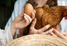 Waspada Bahaya Bakteri Kebal Obat di Balik Menu Ayam dan Telur