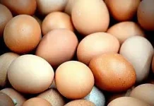 Sumber Makanan Kaya Omega-6 untuk Kesehatan Tubuh
