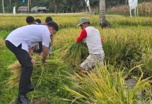Dukung Ketahanan Pangan, Pemdes Wasian Minut Panen Padi Sawah