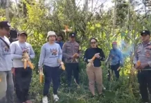 Ketahanan Pangan, Pemdes Lumpias Minut Panen Jagung