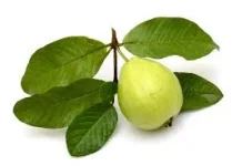 Manfaat Daun Jambu Biji untuk Kesehatan