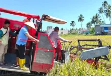 Bupati Lasena Panen Padi di Desa Bintauna Pantai
